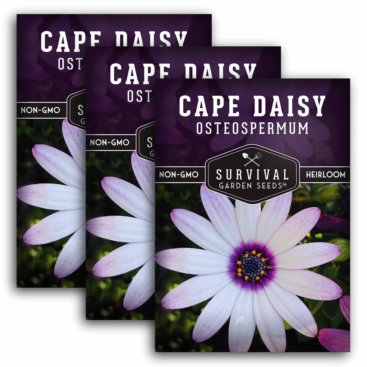 3 packets of Cape Daisy seeds