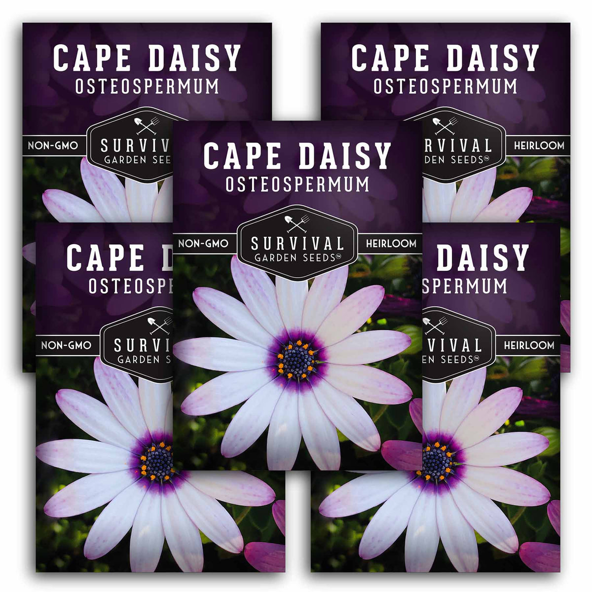 5 packets of Cape Daisy seeds