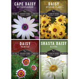 garden daisy seeds Daisy Seed Collection