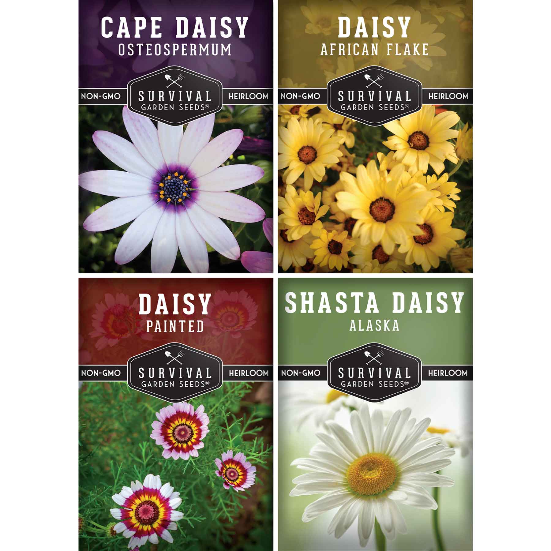 Daisy Seed Collection – Shasta, Cape, Painted & African Flake Daisies for  Pollinator & Cut Flower Gardens