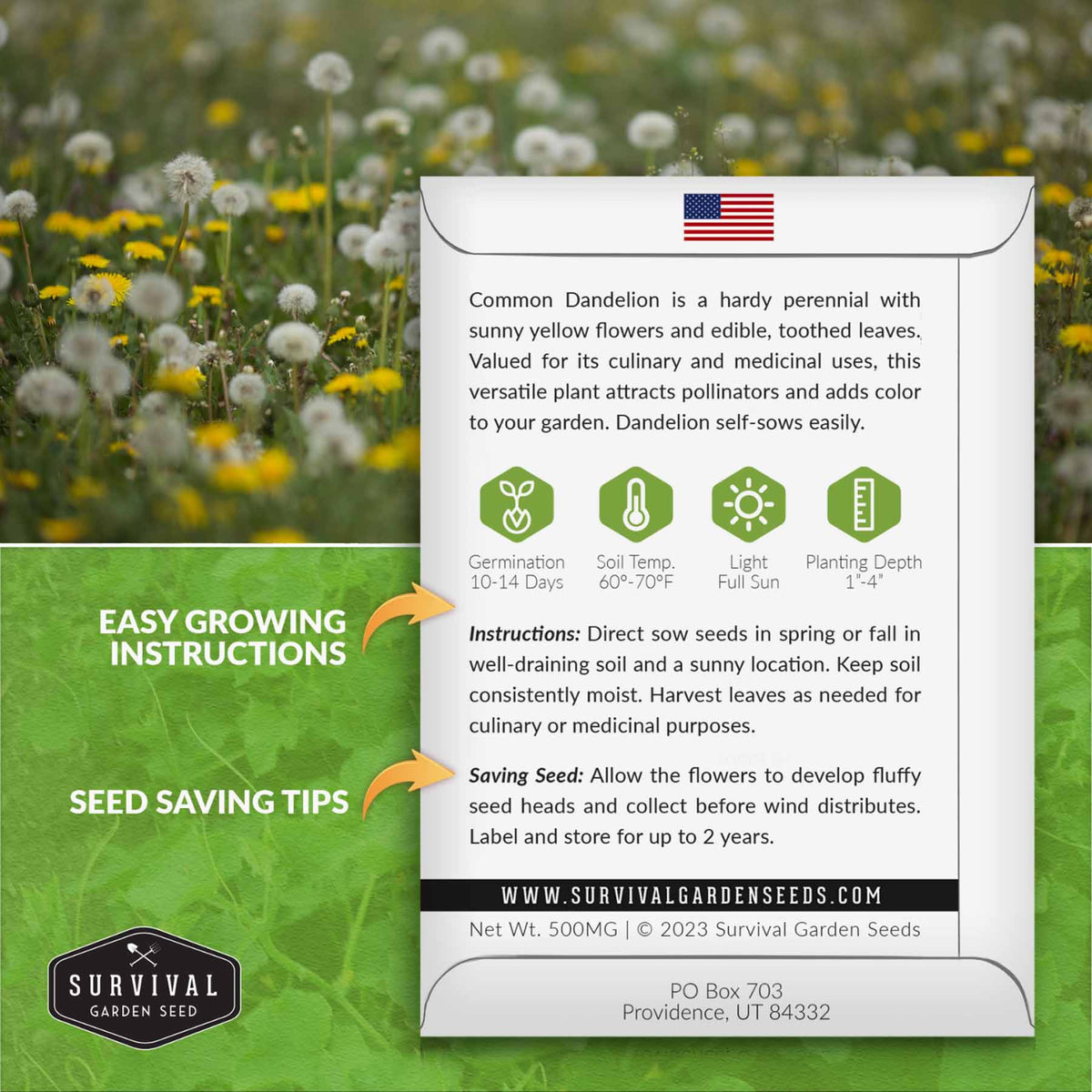 Common Dandelion Seed growing instructions