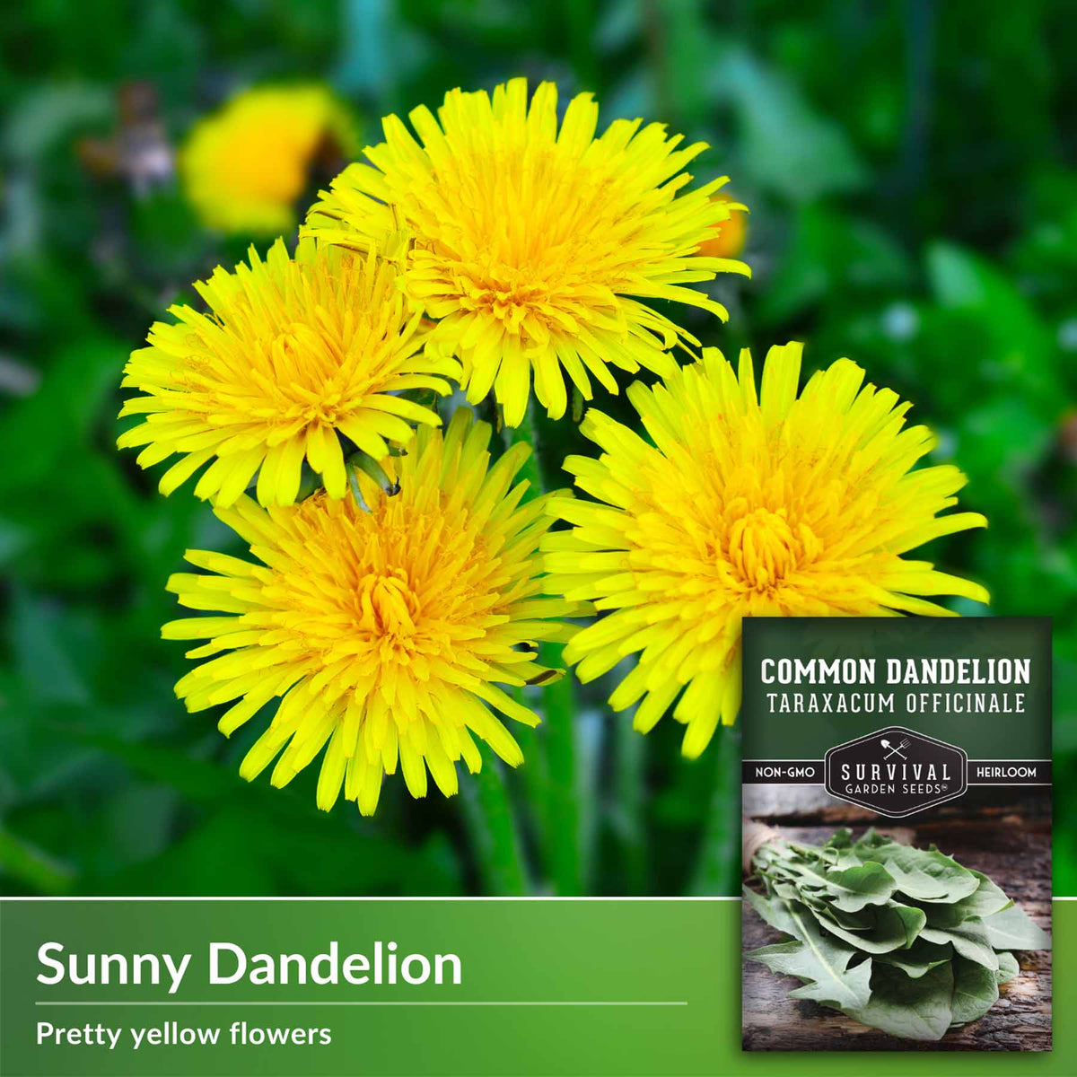 Sunny dandelion - pretty yellow flowers