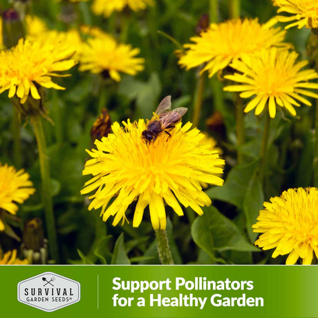 Support pollinators for a healthy garden