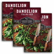 3 Packets of Survival Garden Seeds Italiko Red Dandelion Seeds on a white background