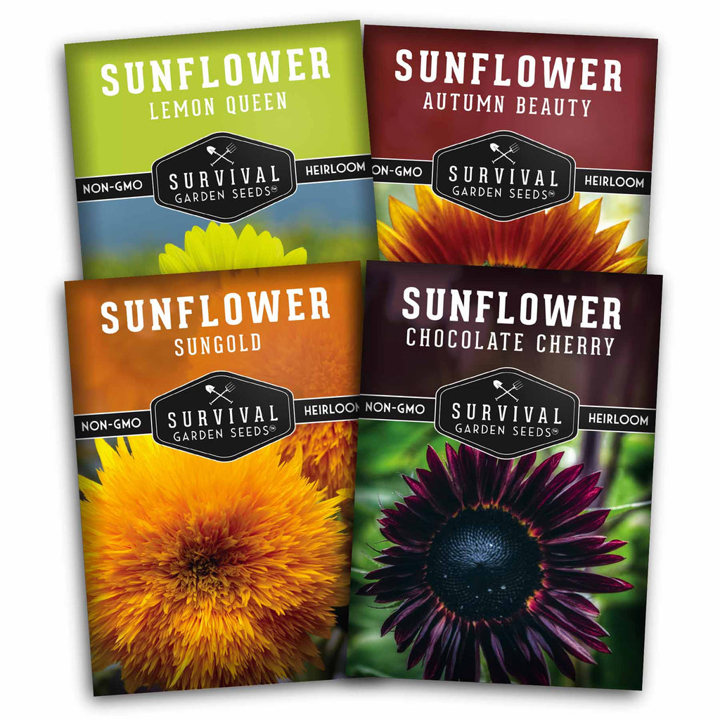 Decorative Sunflower Seed Collection