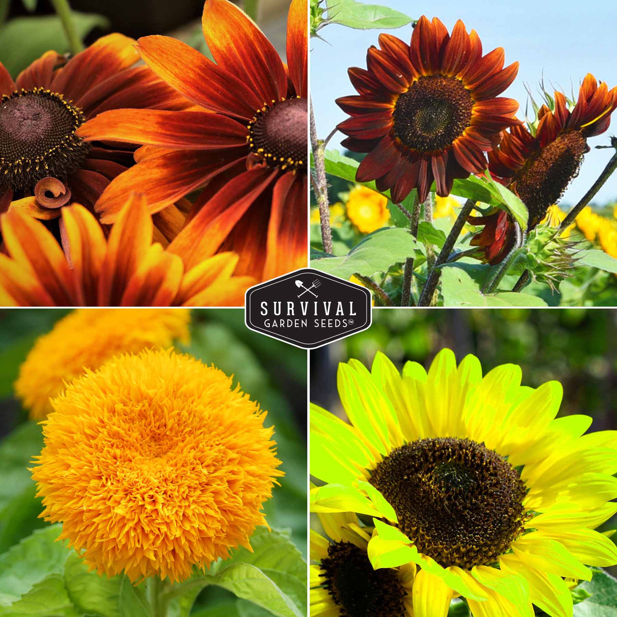 4 Colorful varieties of sunflowers