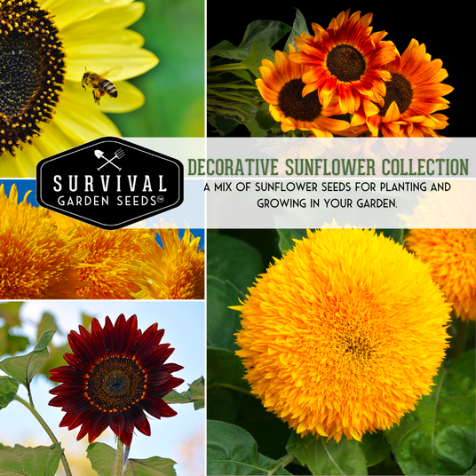 Decorative sunflower seed collection - a mix of sunflower seeds for your garden