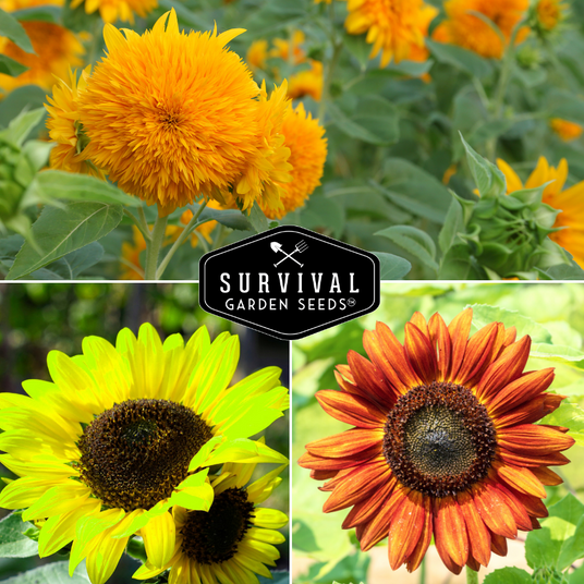 3 Varieties of decorative sunflowers