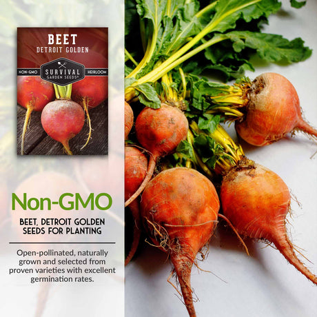 Non-GMO beet seeds