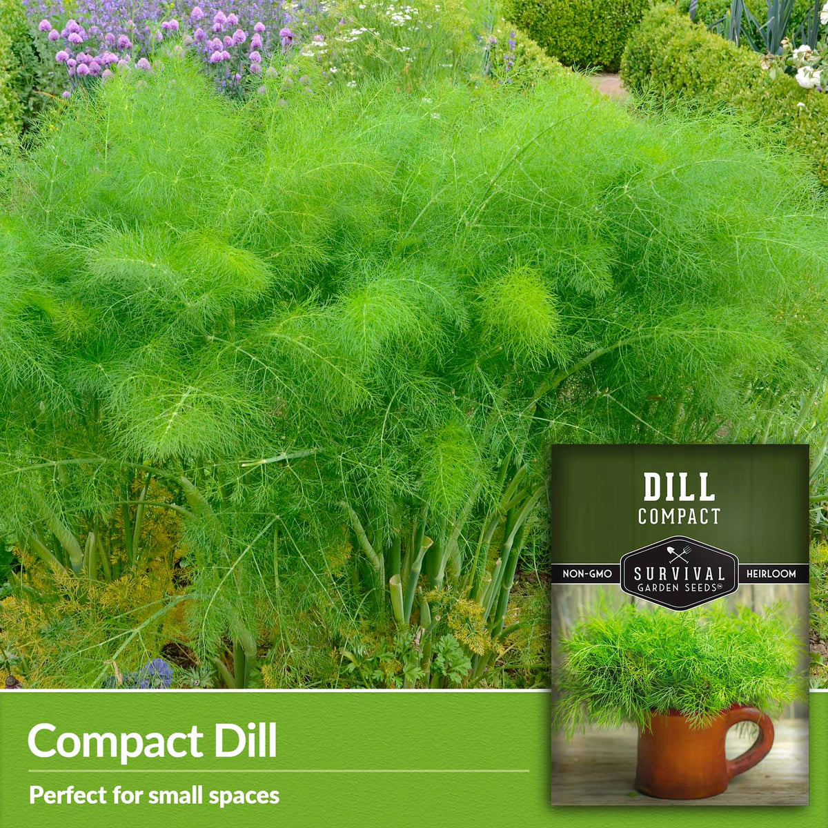 Compact Dill perfect for small spaces