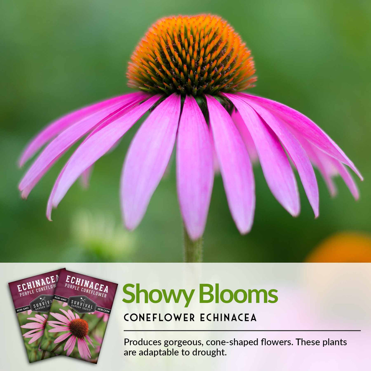 Showy blooms