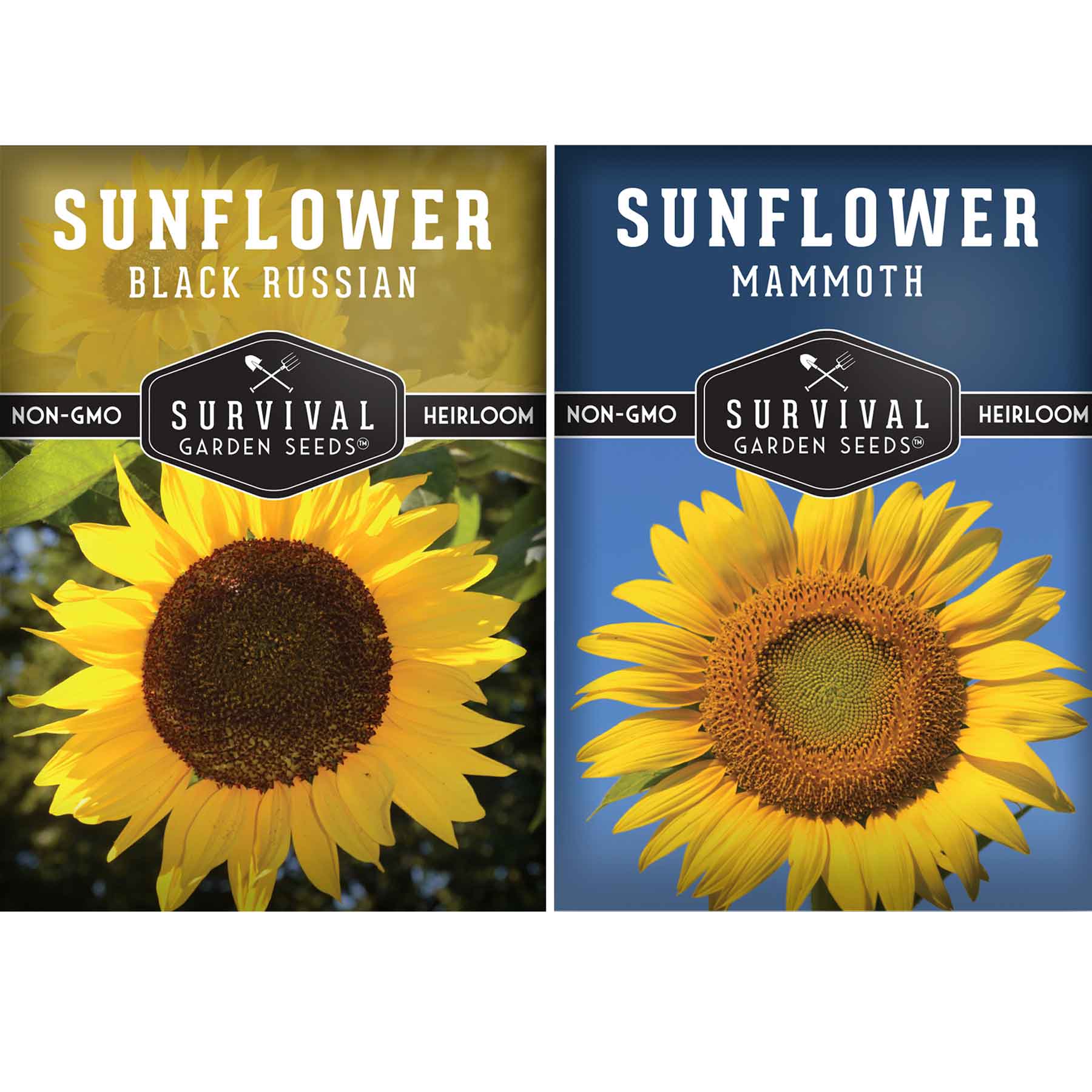 sunflower seeds on the plant Edible Sunflower Seeds Collection – Mammoth & Black Russian Heirloom Non-GMO Varieties for Roasting, Bird Feed & Towering Garden Displays