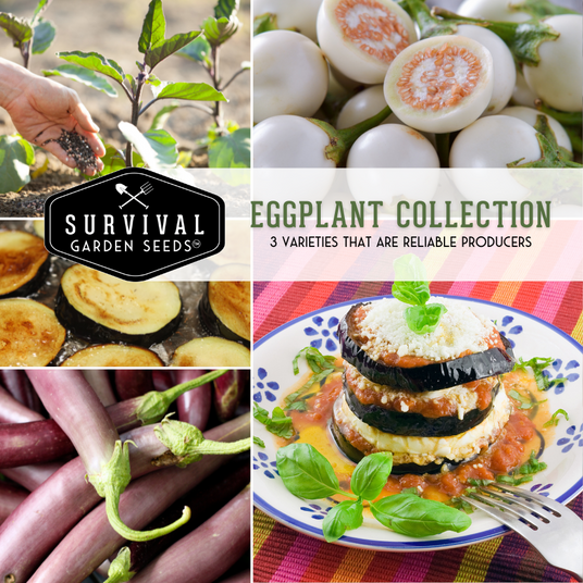 Eggplant Seed Collection - 3 varieties that are reliable producers