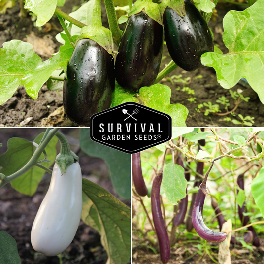 Long, purple and white eggplant