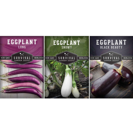 Eggplant Seed Collection