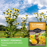 Robust perennial - towering plants with yellow flowers