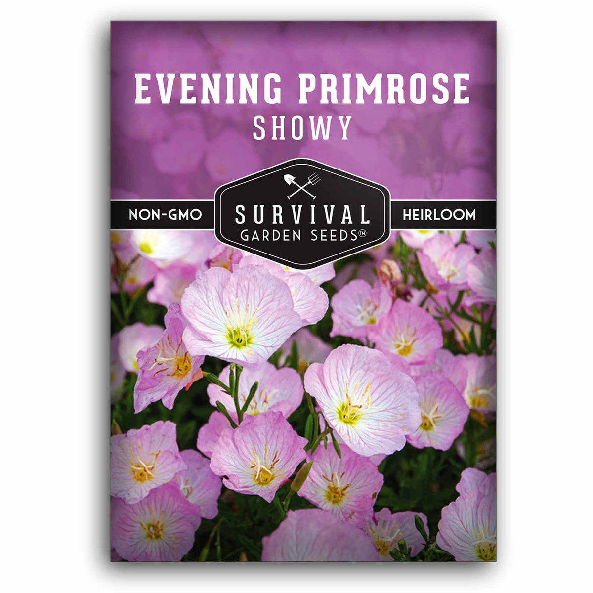 Evening primrose seeds
