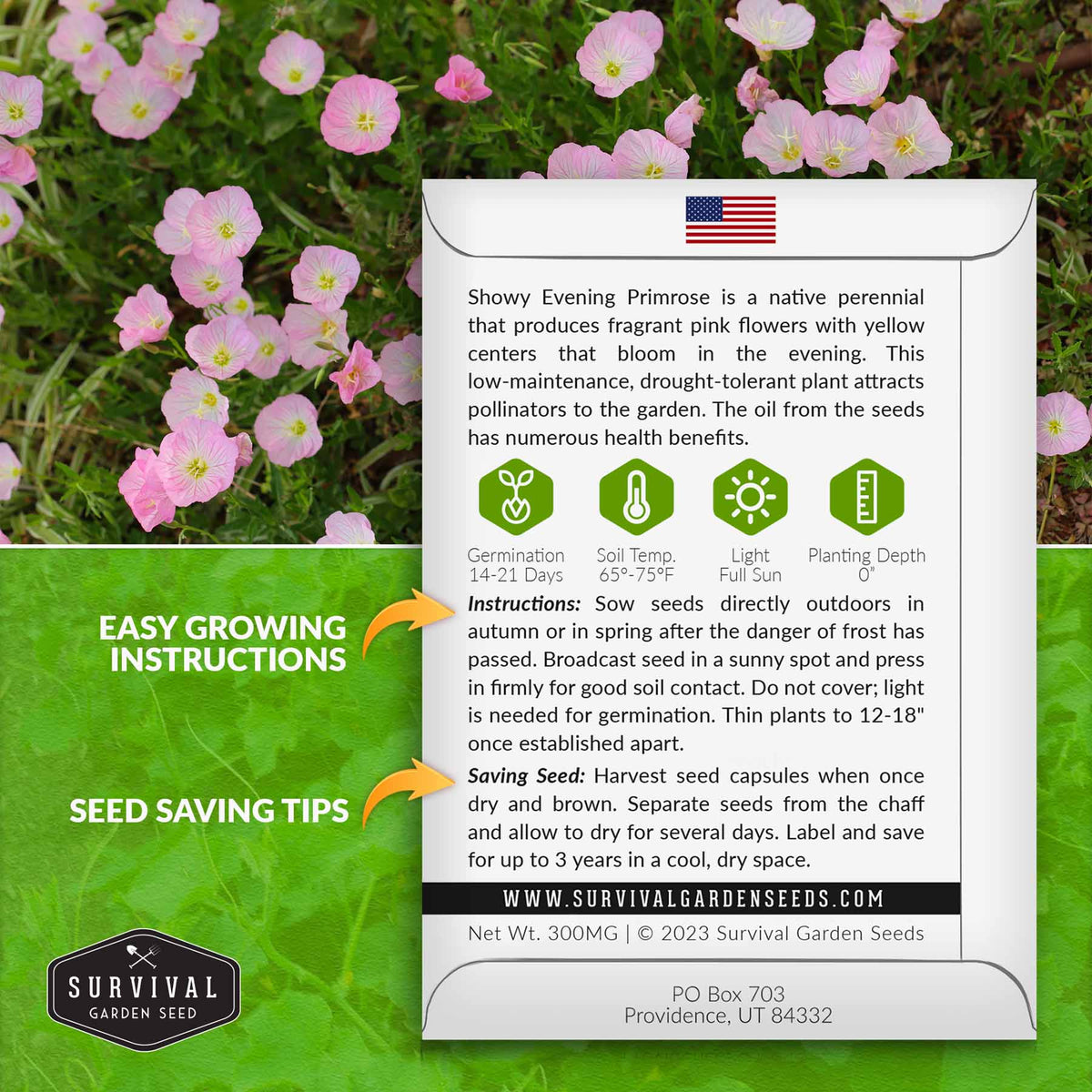 Evening primrose seed growing instructions