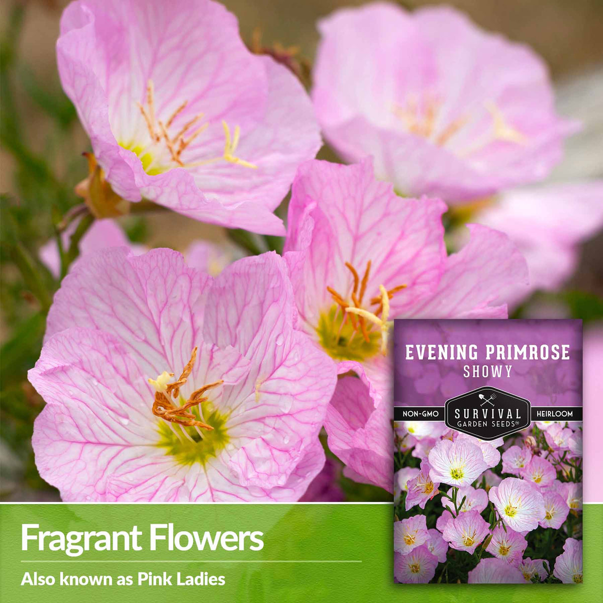 Fragrant flowers - also known as pink ladies