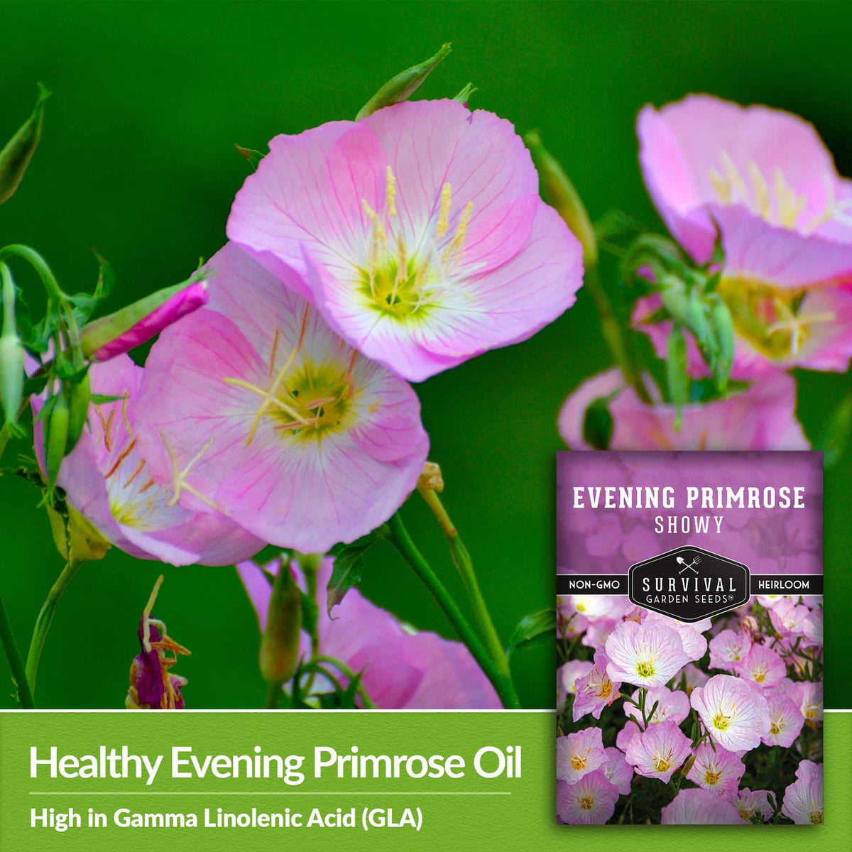 Healthy evening primrose oil - High in gamma linolenic acid (GLA)