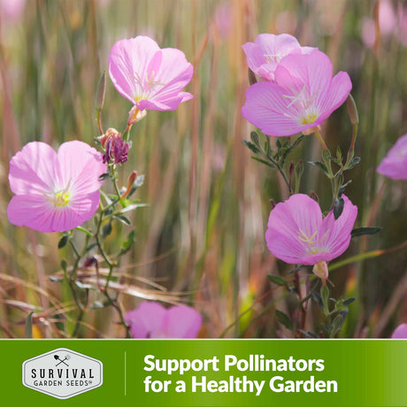 Support pollinators for a healthy garden