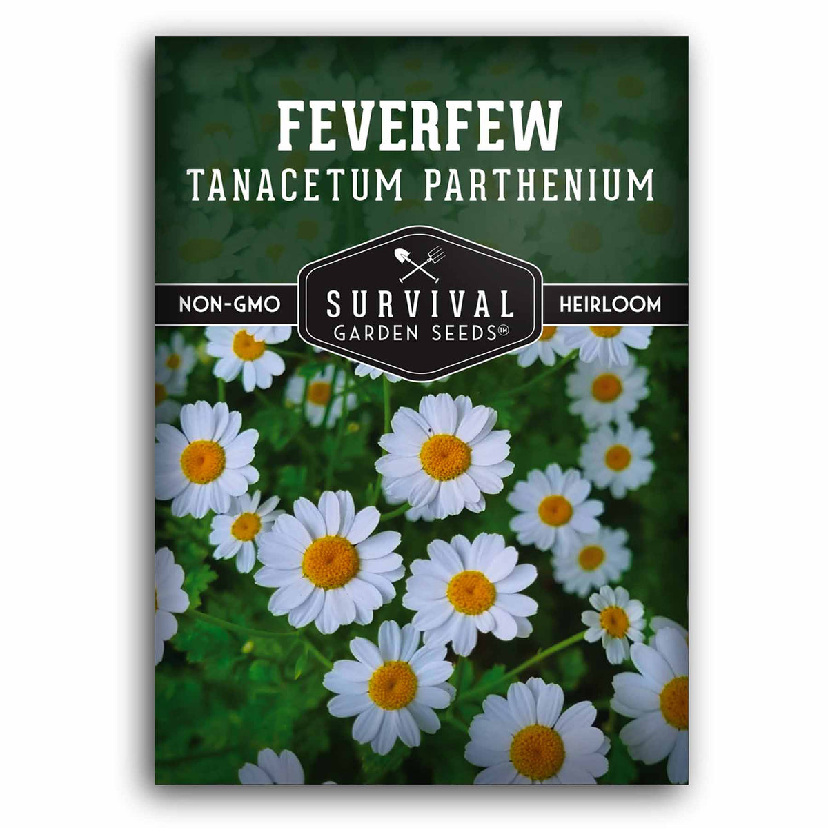 1 packet of Feverfew seeds