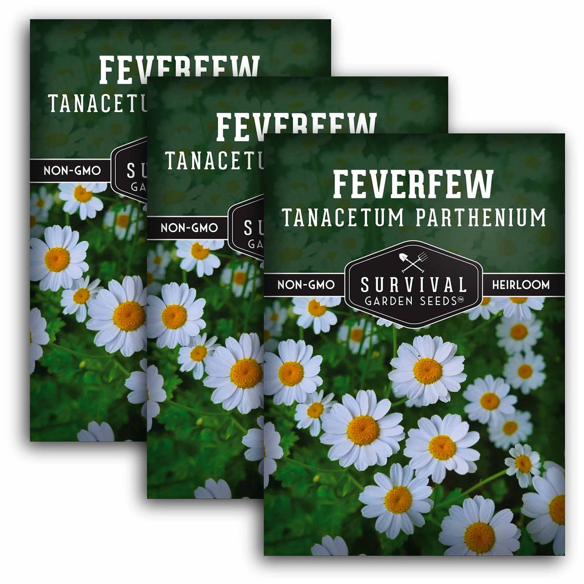 3 packets of Feverfew seeds