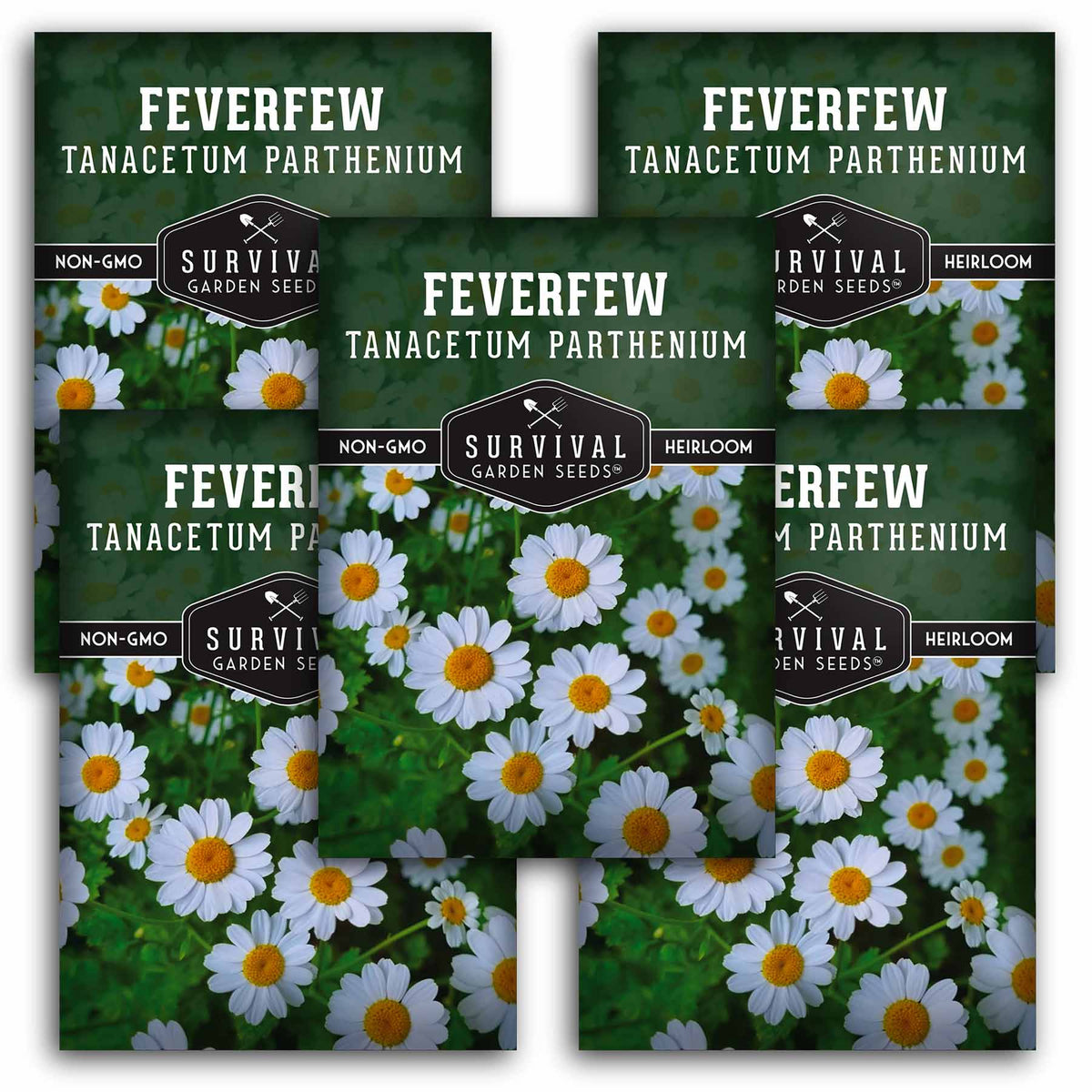 5 packets of Feverfew seeds