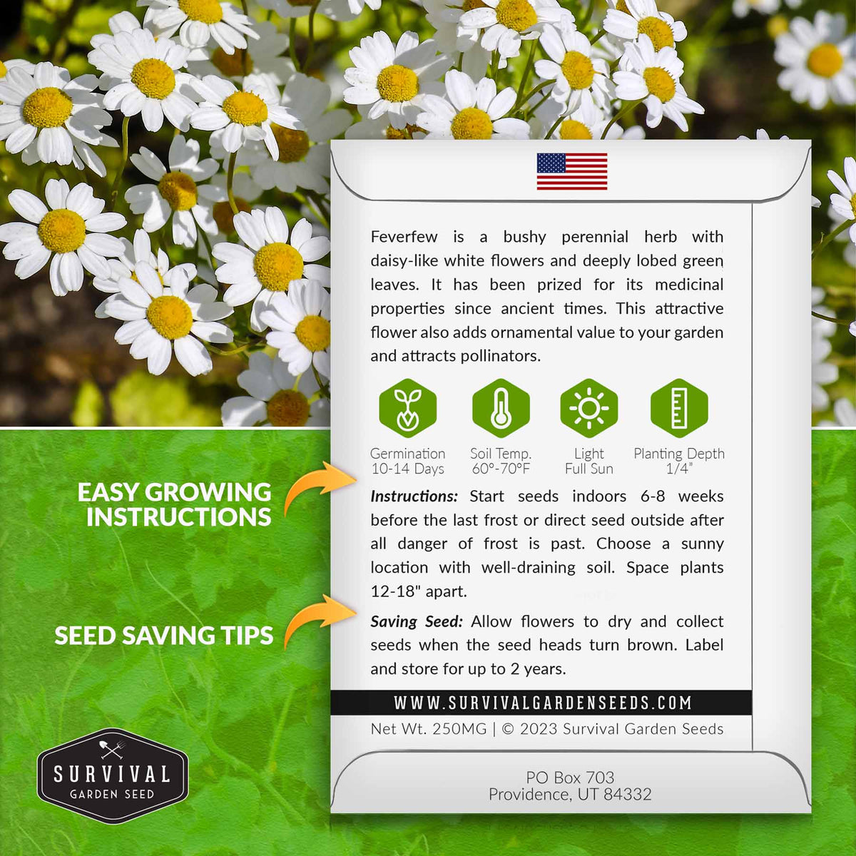 Feverfew seed growing instructions