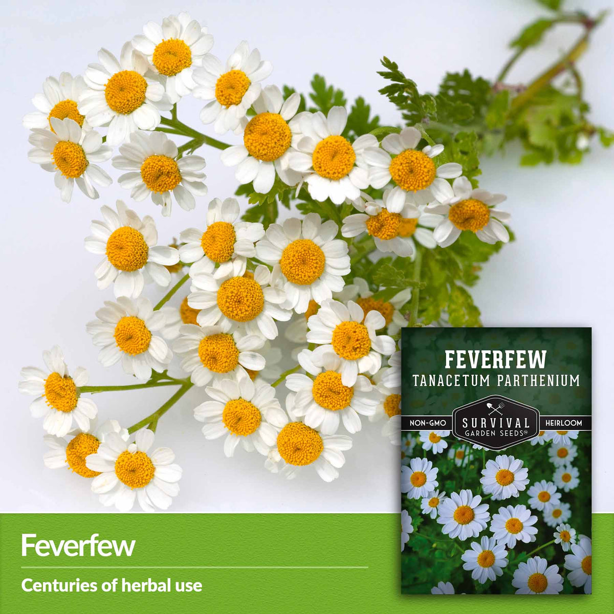 Feverfew - centuries of herbal use