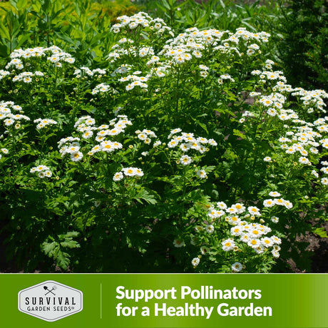 Support pollinators for a healthy garden