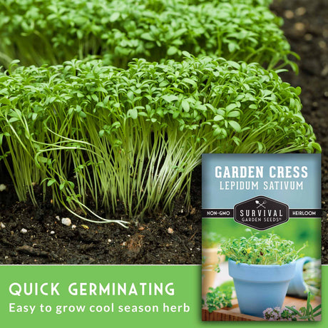 Quick Germinating - Easy to grow cool season herb