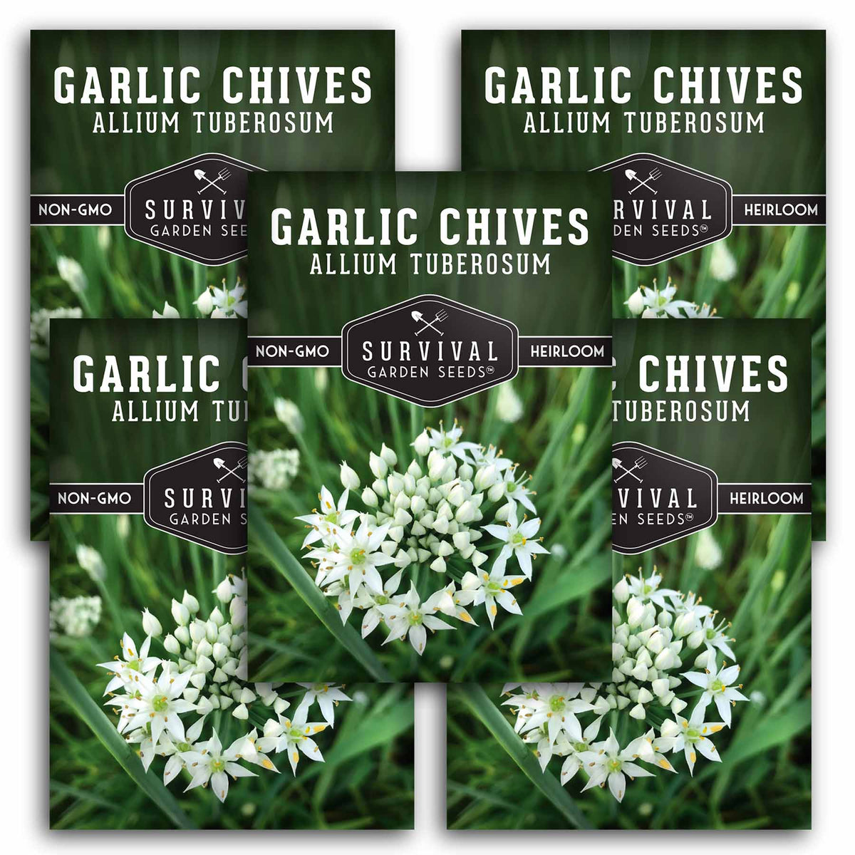 5 packets of Garlic Chives seeds