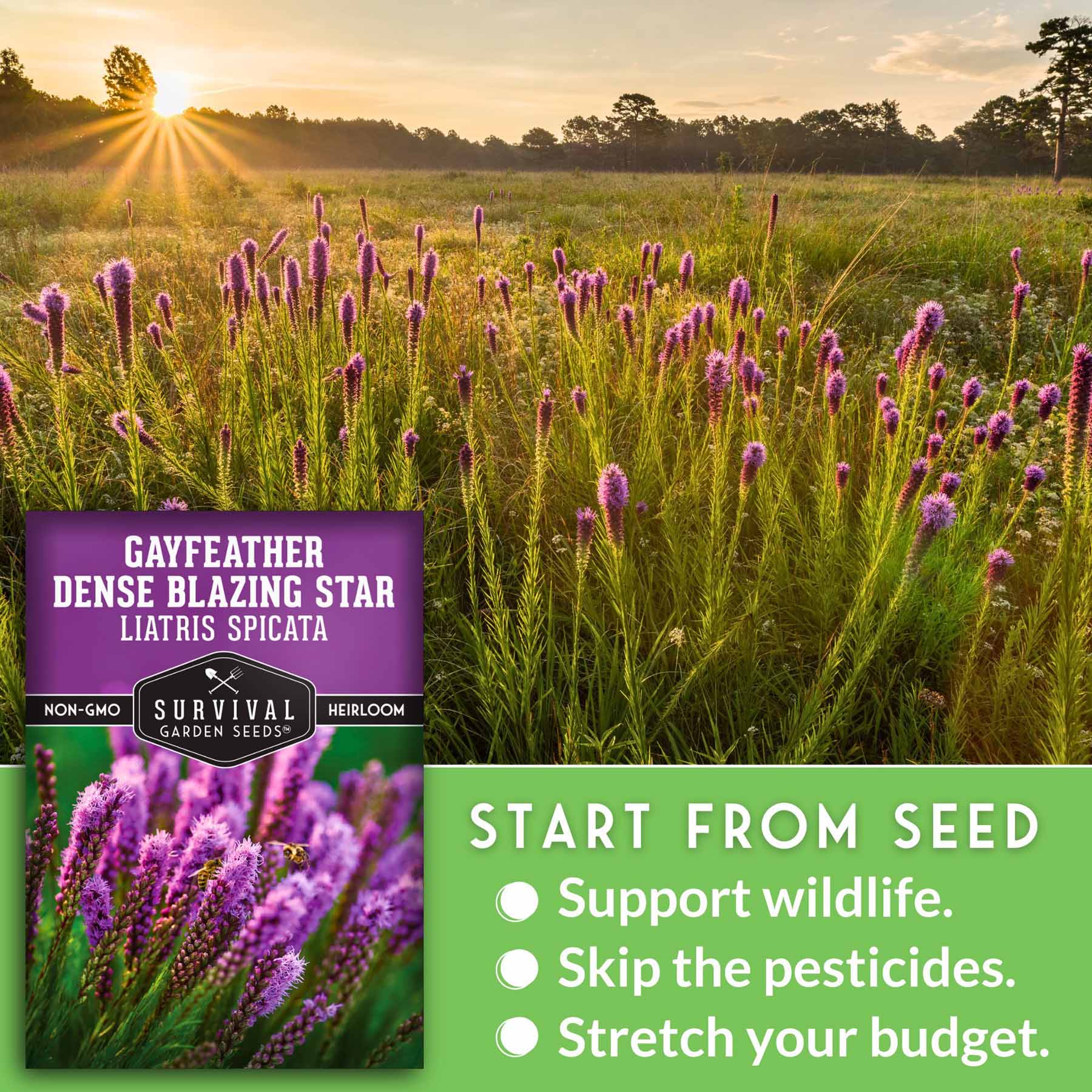 Dense Blazing Star Seeds - Gayfeather – SurvivalGardenSeeds
