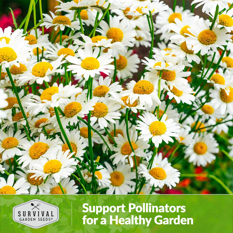 Support pollinators for a healthy garden