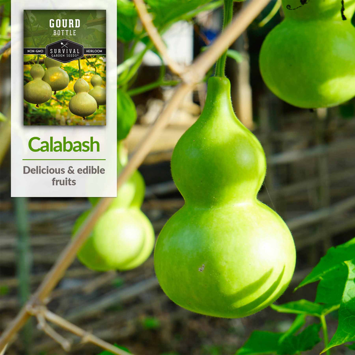 Calabash - delicious and edible fruits