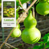 Calabash - delicious and edible fruits