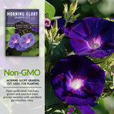 Non-GMO Morning Glory Seeds