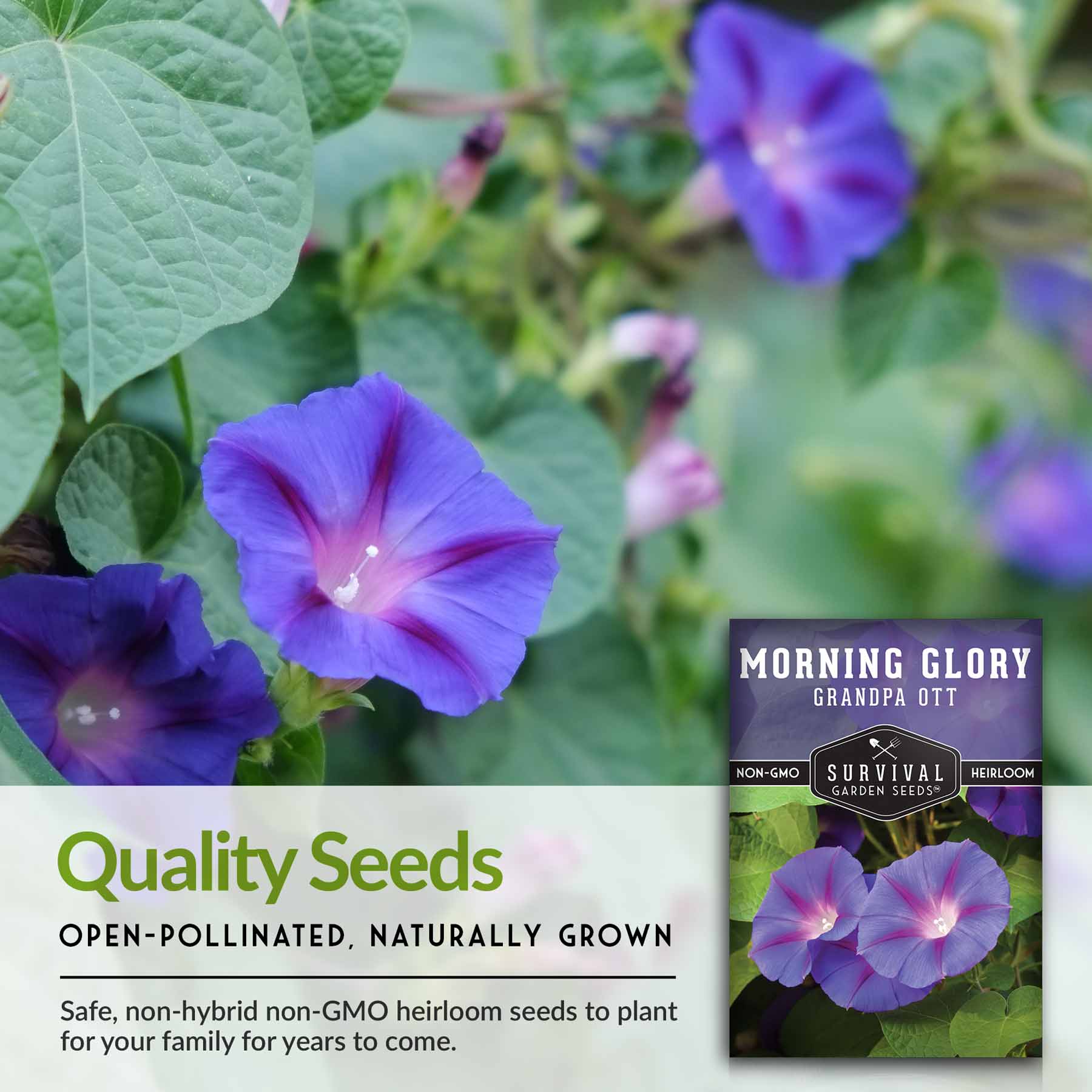 Grandpa Ott Morning Glory Seeds – SurvivalGardenSeeds