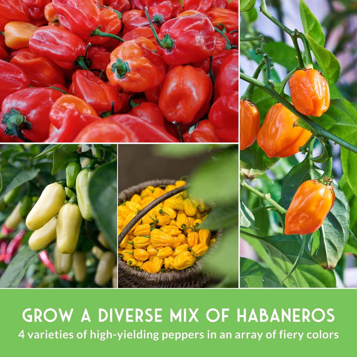 Grow a Divers Mix of Habaneros - 4 varieties