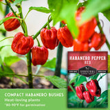 Red Habanero Pepper Seed - Fiery Red Pepper