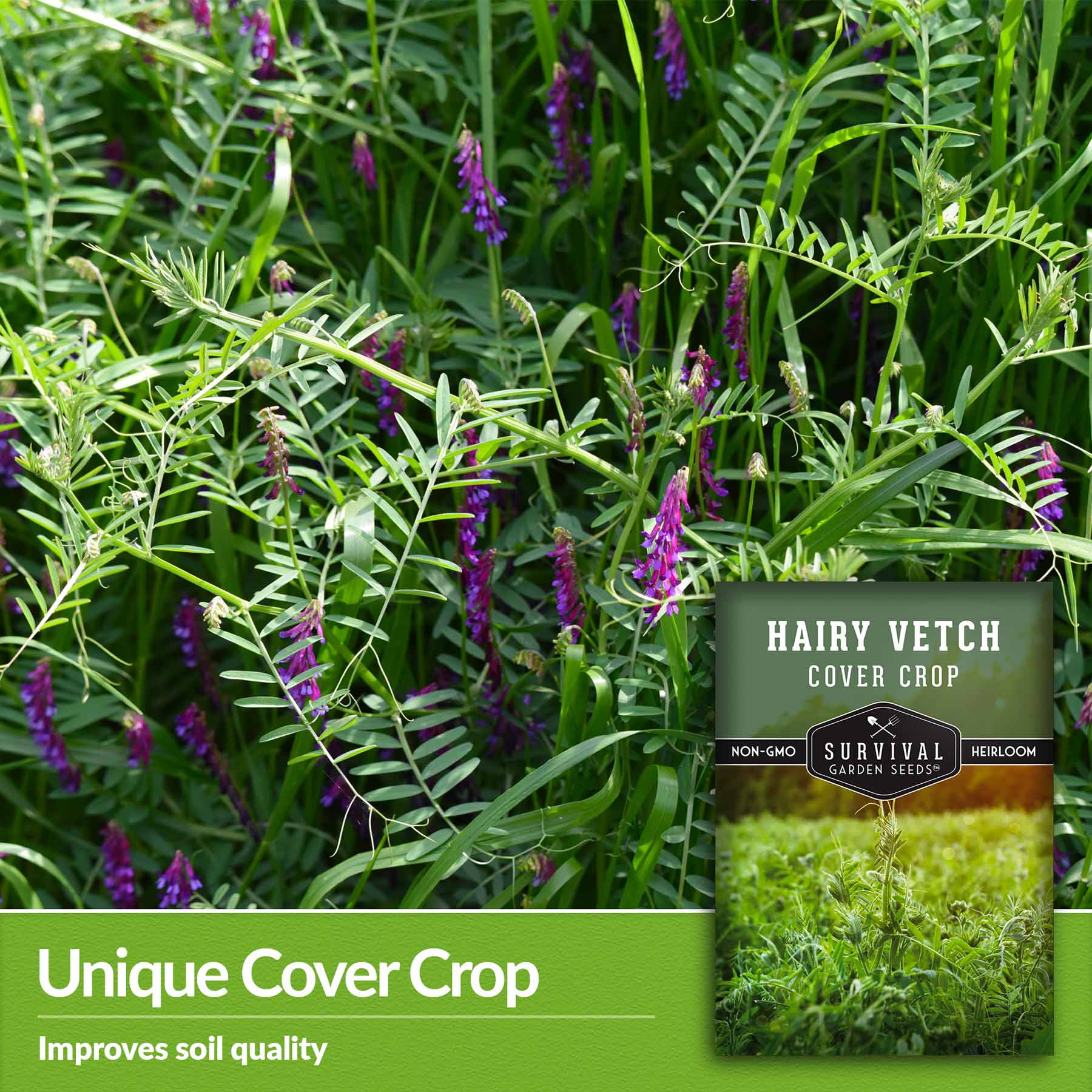 Hairy Vetch Seeds - Cover Crop - SurvivalGardenSeeds