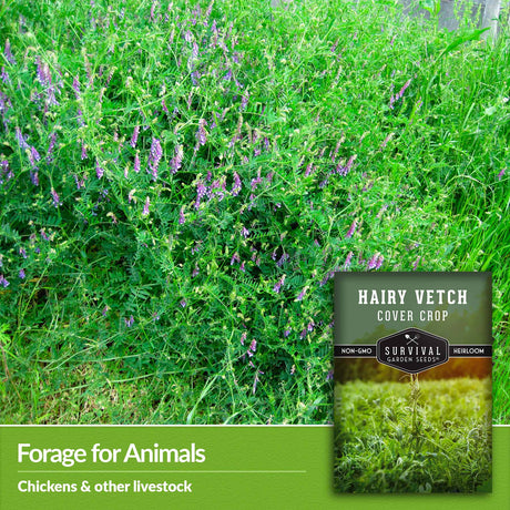 Forage for animals - chickens and other livestock