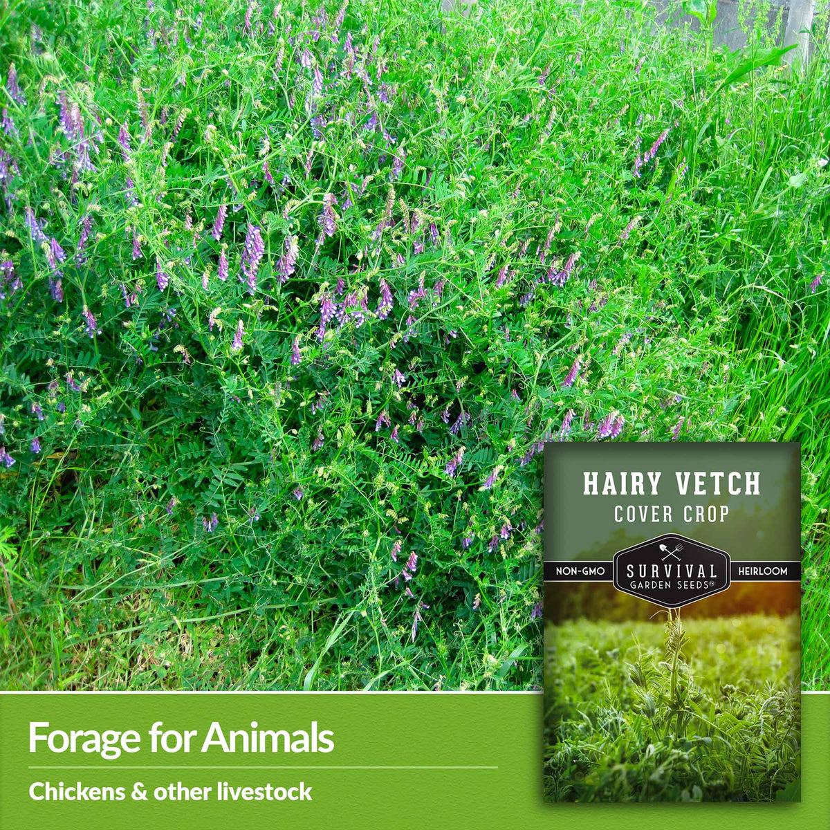 Forage for animals - chickens and other livestock