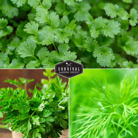 Cilantro, parsley and dill