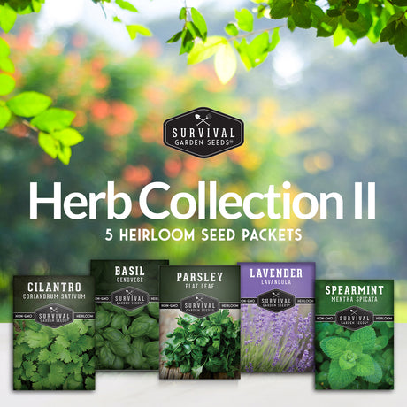 Popular Herb Collection - 5 popular heirloom herbs