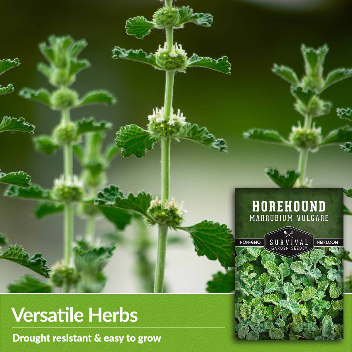 Versatile herbs - drought resistant and easy to grow