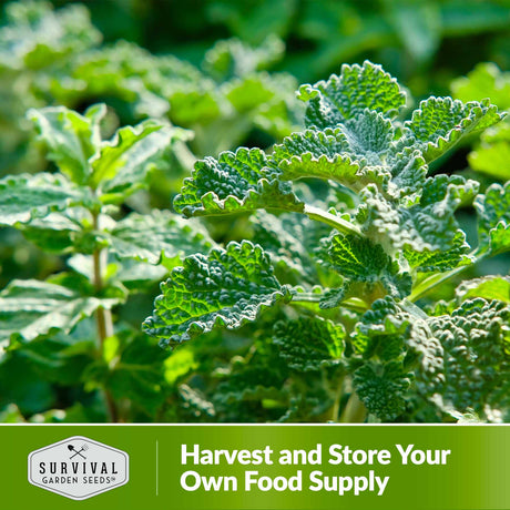 Harvest and store your own food supply