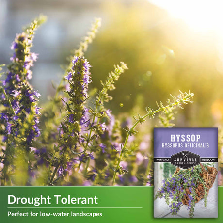 drought tolerant