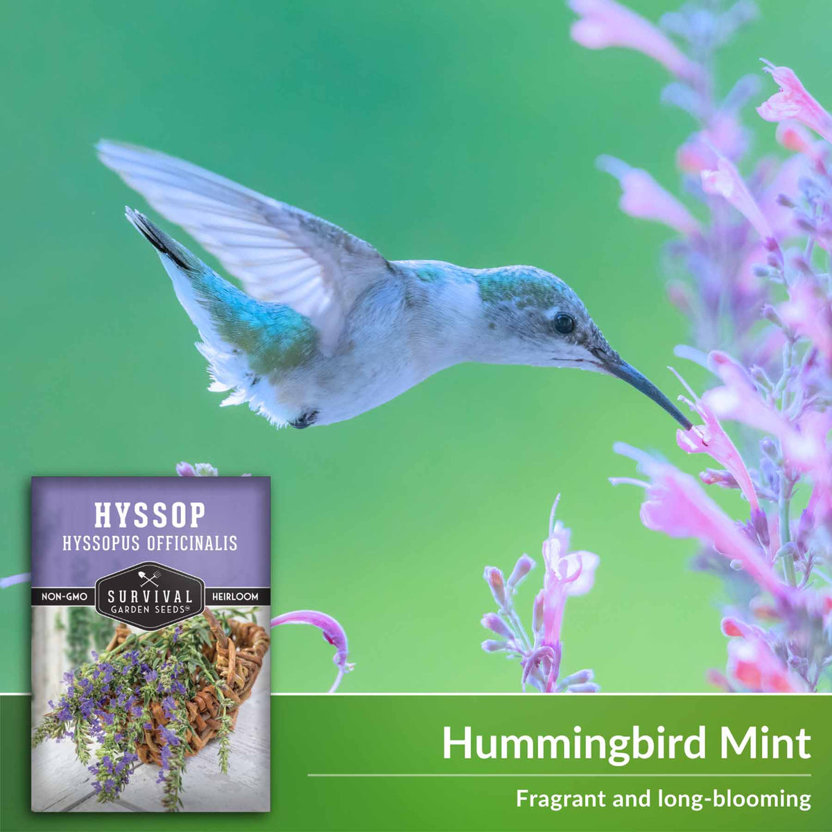 hummingbird mint